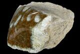 Polished, Fossil Coral Head - Indonesia #109139-1